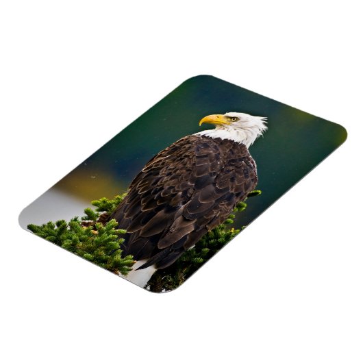American Bald Eagle Perched Magnet (Linke Seite)