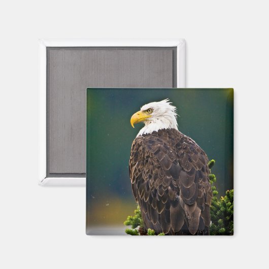 American Bald Eagle Perched Magnet (Vorderseite/Rückseite)