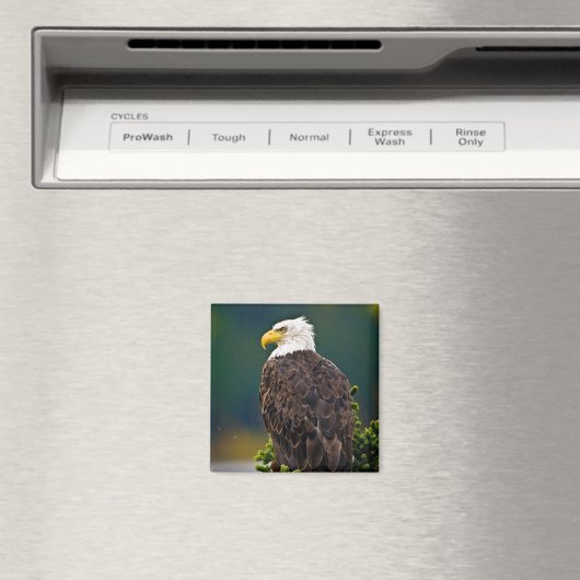 American Bald Eagle Perched Magnet (In Situ (Geschirrspüler))