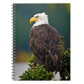 American Bald Eagle Perched Notizblock (Vorderseite)