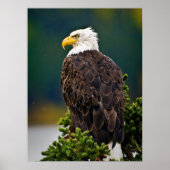 American Bald Eagle Perched Poster (Vorne)