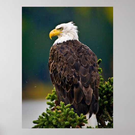 American Bald Eagle Perched Poster (Vorne)