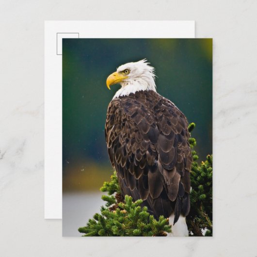 American Bald Eagle Perched Postkarte (Vorne/Hinten)