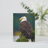 American Bald Eagle Perched Postkarte (Stehend Vorderseite)