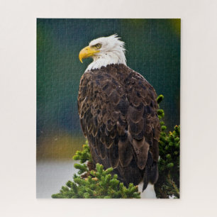 American Bald Eagle Perched Puzzle