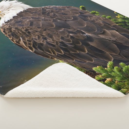 American Bald Eagle Perched Sherpadecke (3/4)