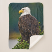 American Bald Eagle Perched Sherpadecke (Vorderseite)