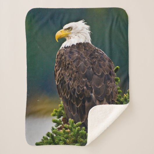 American Bald Eagle Perched Sherpadecke (Vorderseite)