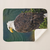 American Bald Eagle Perched Sherpadecke (Vorderseite (Horizontal))