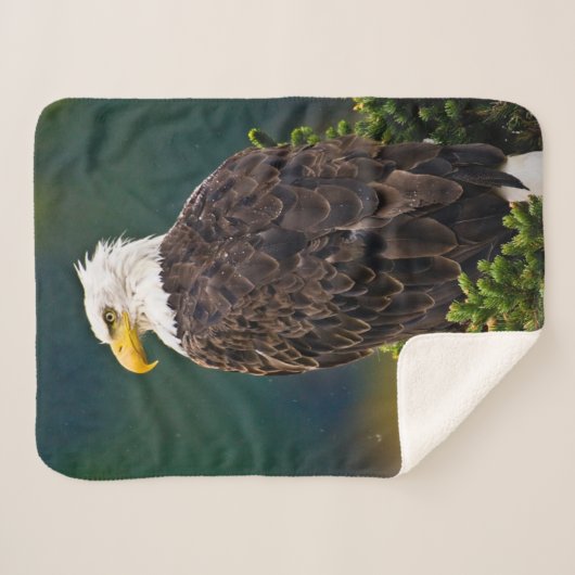 American Bald Eagle Perched Sherpadecke (Vorderseite (Horizontal))