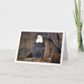 American Bald Eagle Portrait Karte (Vorderseite)
