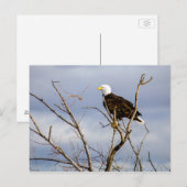 American Bald Eagle / Postcard Postkarte (Vorne/Hinten)
