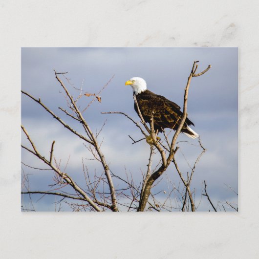 American Bald Eagle / Postcard Postkarte (Vorderseite)