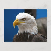 American Bald Eagle Postcard Postkarte (Vorderseite)