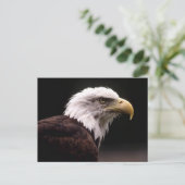 American Bald Eagle Postcard Postkarte (Stehend Vorderseite)