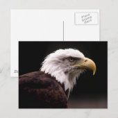 American Bald Eagle Postcard Postkarte (Vorne/Hinten)