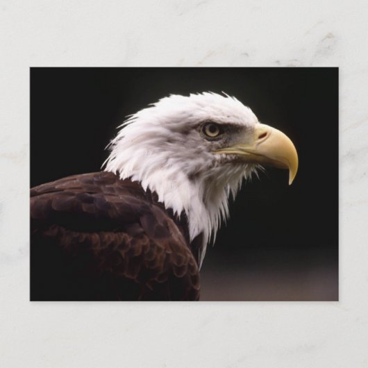 American Bald Eagle Postcard Postkarte (Vorderseite)