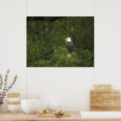 American Bald Eagle Poster (Küche)