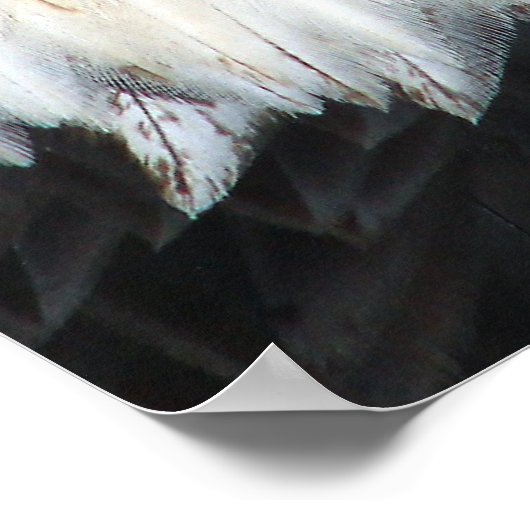 American Bald Eagle Poster (Ecke)