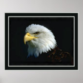 American Bald Eagle Poster (Vorne)