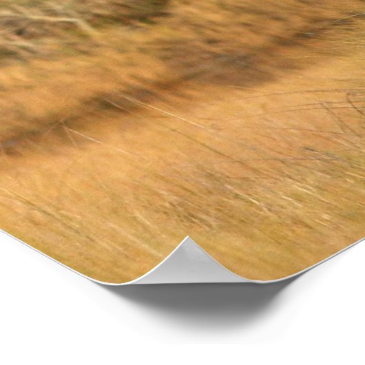 American Bald Eagle Poster (Ecke)