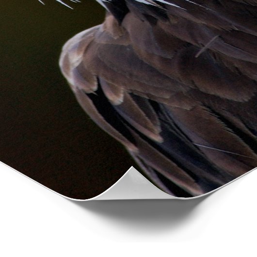 American Bald Eagle Poster (Ecke)