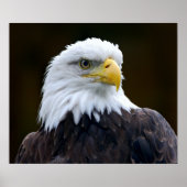 American Bald Eagle Poster (Vorne)