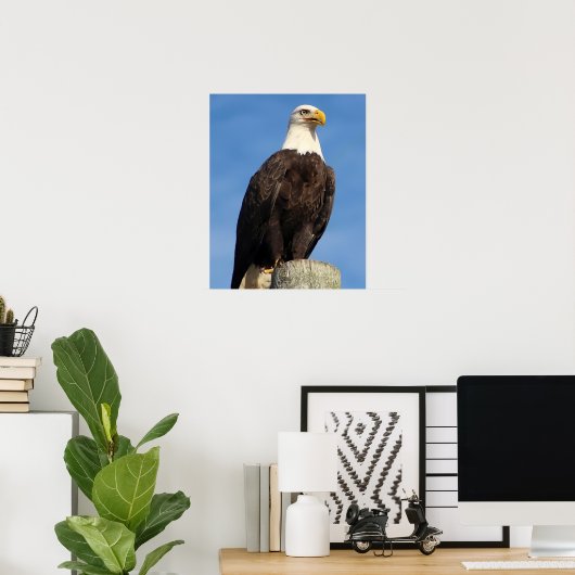 American Bald Eagle Poster (Heimbüro)