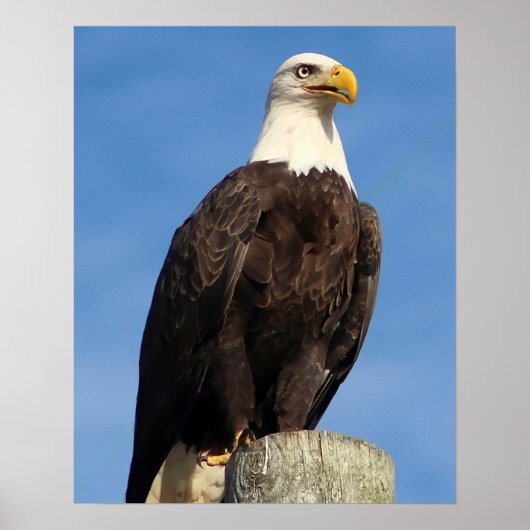 American Bald Eagle Poster (Vorne)