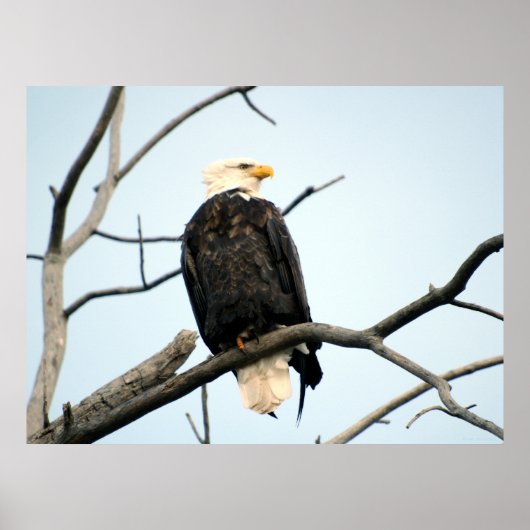 American Bald Eagle Poster (Vorne)