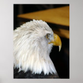 American Bald Eagle Poster (Vorne)