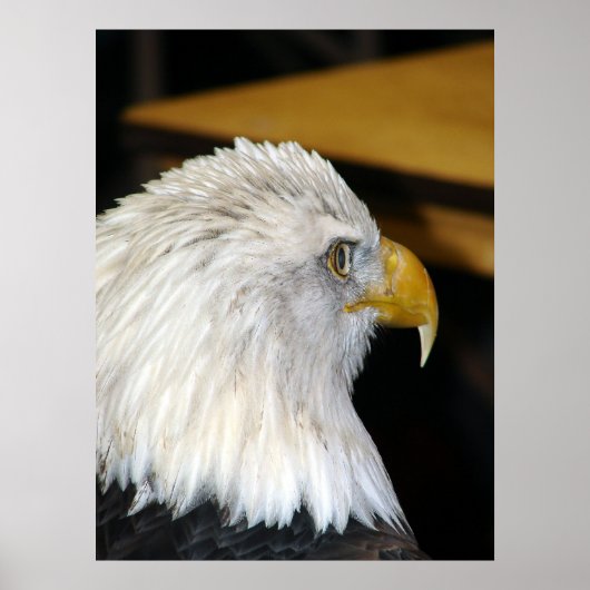 American Bald Eagle Poster (Vorne)