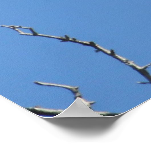 American Bald Eagle Poster (Ecke)