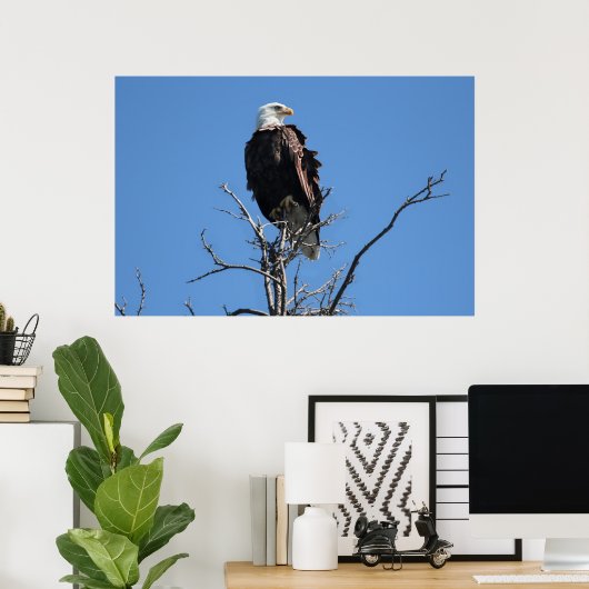 American Bald Eagle Poster (Heimbüro)