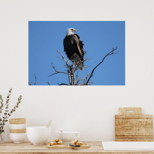 American Bald Eagle Poster (Küche)