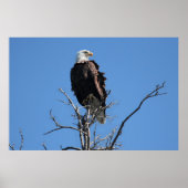 American Bald Eagle Poster (Vorne)