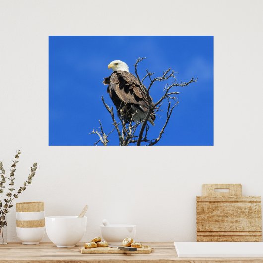 American Bald Eagle Poster (Küche)