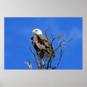 American Bald Eagle Poster (Vorne)