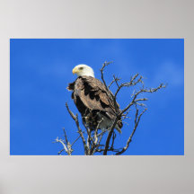 American Bald Eagle