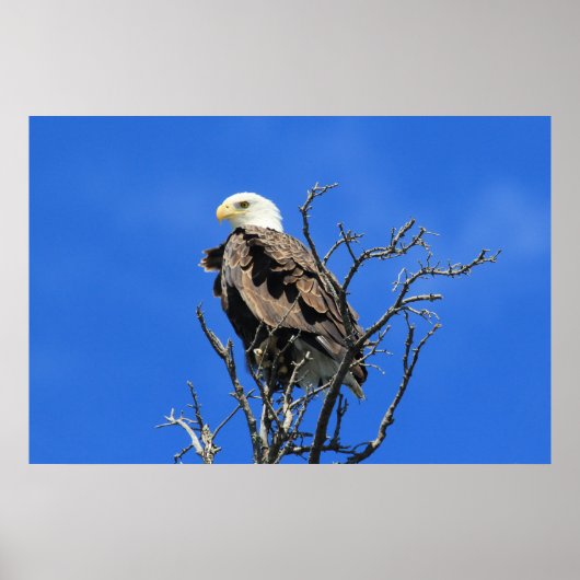 American Bald Eagle Poster (Vorne)