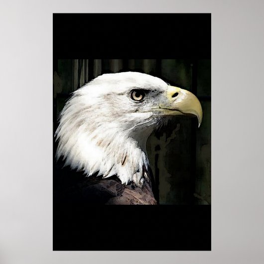 American Bald Eagle Poster Print Eagles Posters (Vorne)