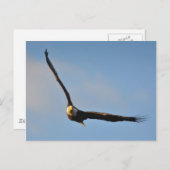 American Bald Eagle Postkarte (Vorne/Hinten)