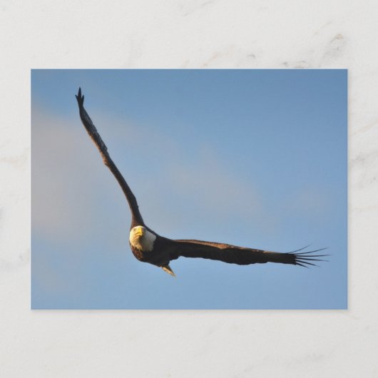 American Bald Eagle Postkarte (Vorderseite)