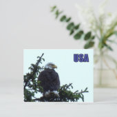 American Bald Eagle Postkarte (Stehend Vorderseite)