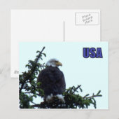 American Bald Eagle Postkarte (Vorne/Hinten)