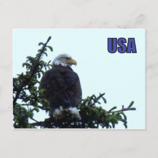 American Bald Eagle Postkarte