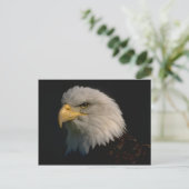 American Bald Eagle Postkarte (Stehend Vorderseite)