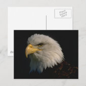 American Bald Eagle Postkarte (Vorne/Hinten)