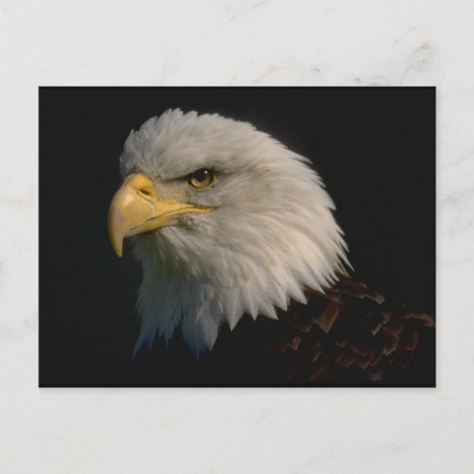American Bald Eagle Postkarte (Vorderseite)