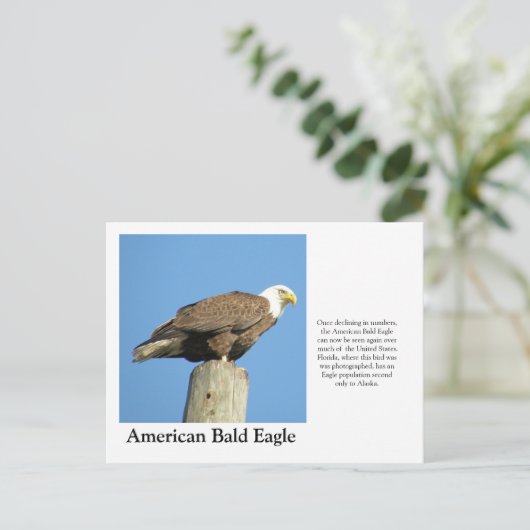 American Bald Eagle Postkarte (Stehend Vorderseite)